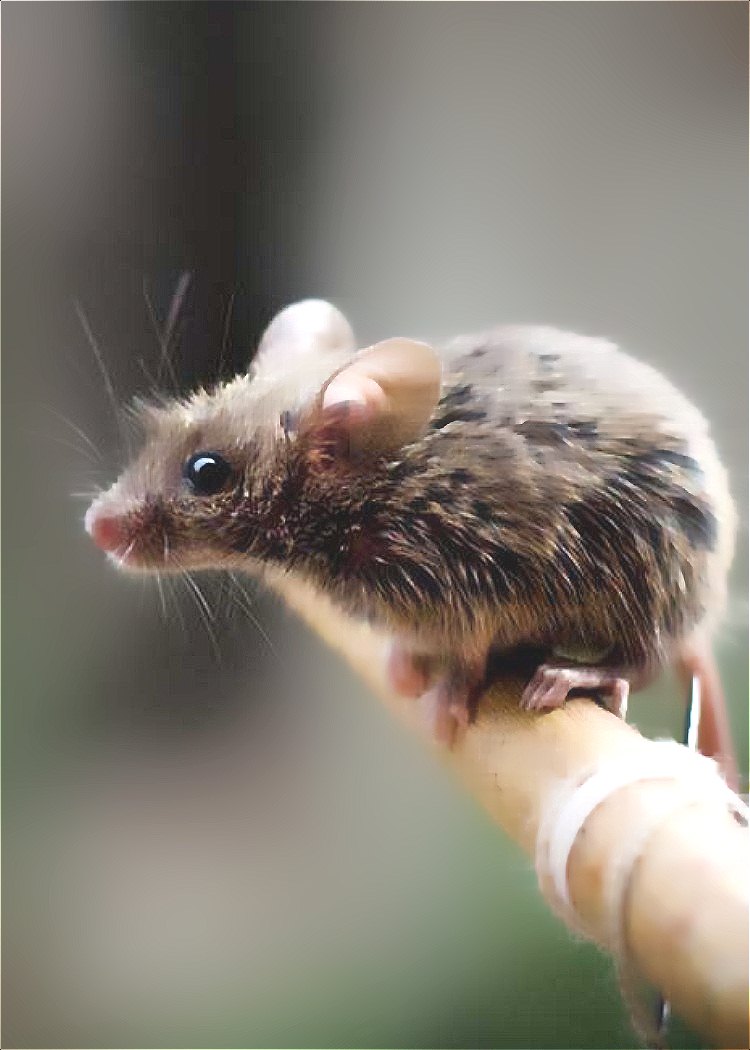 當今十大動(dòng)物騙子,老鼠有這么狡猾？第一名居然.jpg
