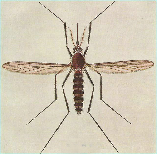 布爾津的蚊子咬死人.jpg