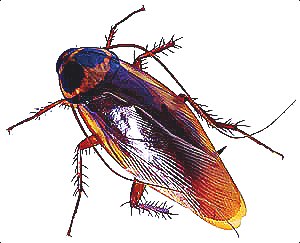 臭蟲(chóng) (5).jpg