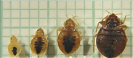 臭蟲(chóng) (9).png