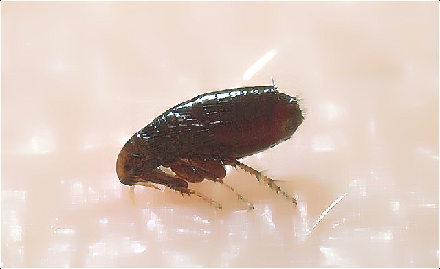 害蟲(chóng) (672).jpg