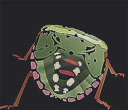 臭蟲(chóng) (69).jpg