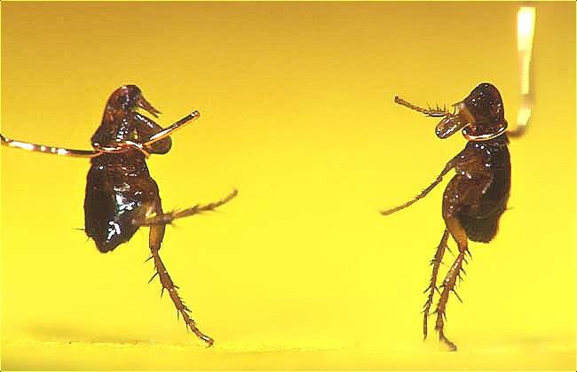 害蟲(chóng) (223).jpg
