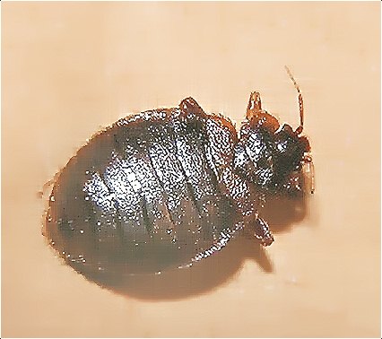 臭蟲(chóng) (145).jpg