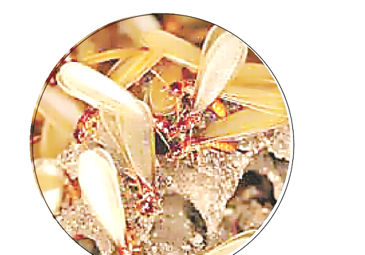 深圳白蟻防治 (7).png