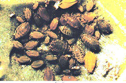 深圳殺蟲(chóng)公司 (714).jpg
