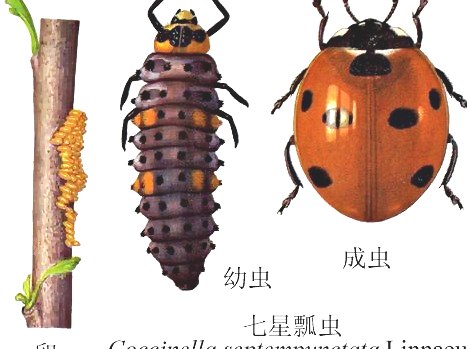 深圳殺蟲(chóng)公司 (518).jpg
