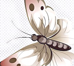 深圳殺蟲(chóng)公司 (23).jpg