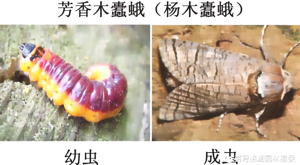 深圳殺蟲(chóng)公司 (120).jpeg
