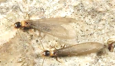 深圳白蟻防治 (10).png