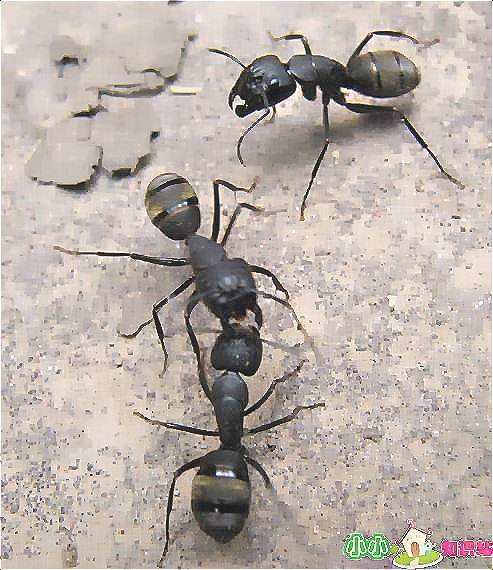 螞蟻 (151).jpg