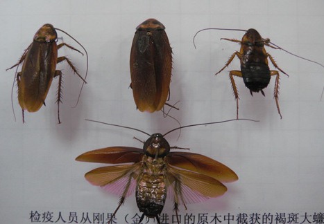 滅蟑螂公司哪家好 (1598).jpg