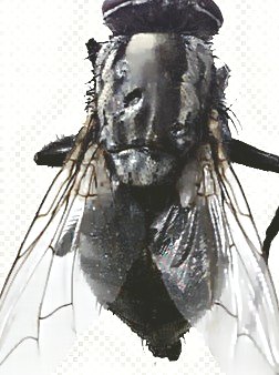 深圳殺蟲(chóng)公司 (209).jpg
