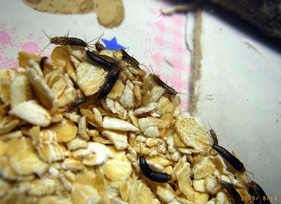 深圳殺蟲(chóng)公司告訴你衣魚(yú)怎么消滅 (511).jpg