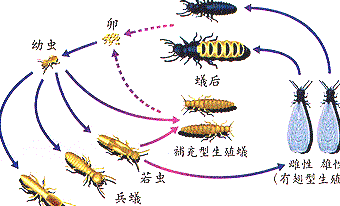 深圳殺蟲(chóng)公司如何滅殺書(shū)虱 (622).jpg