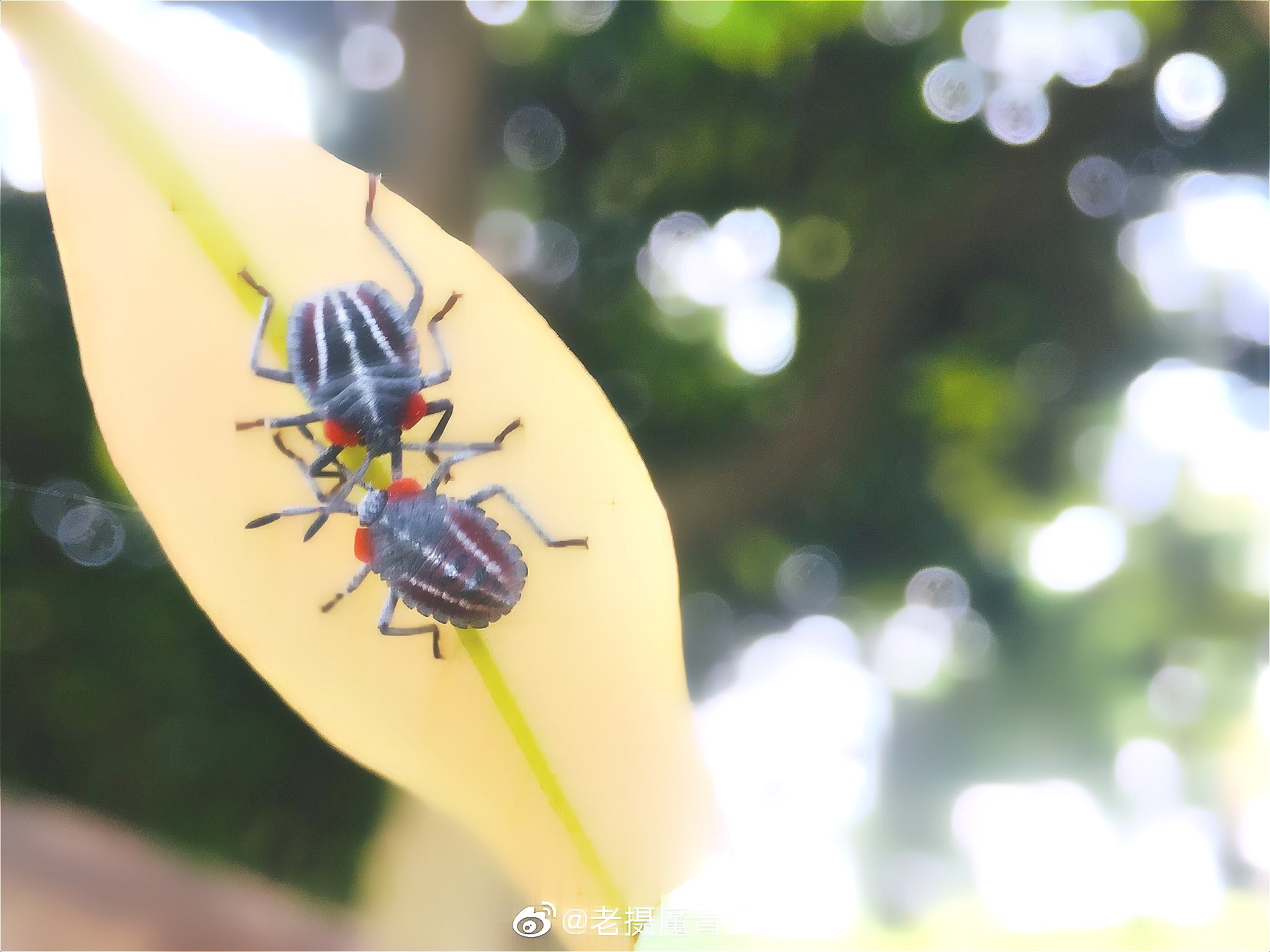 臭蟲(chóng) (68).jpg
