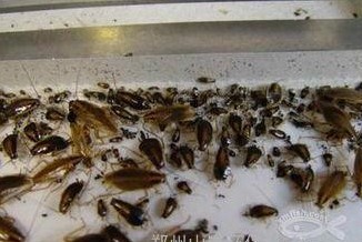 深圳殺蟲(chóng)公司教您如何快速專(zhuān)業(yè)滅殺蟑螂 (185).jpg
