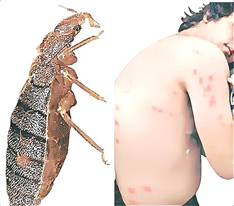 深圳殺蟲(chóng)公司教您如何滅臭蟲(chóng) (57).jpg