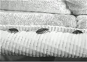 深圳殺蟲(chóng)公司教您如何滅臭蟲(chóng) (129).jpg