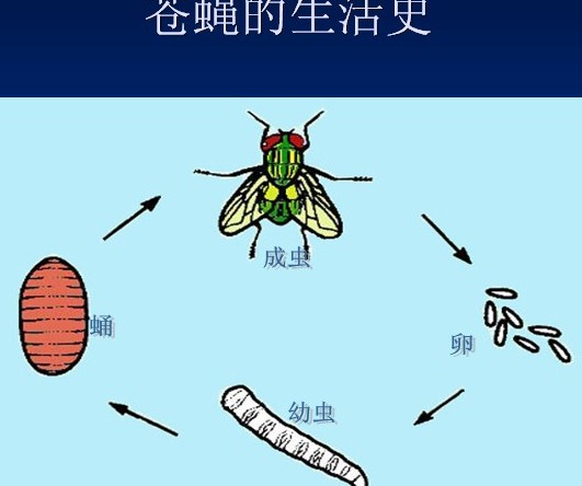 深圳殺蟲(chóng)公司教您如何滅蒼蠅 (83).jpg