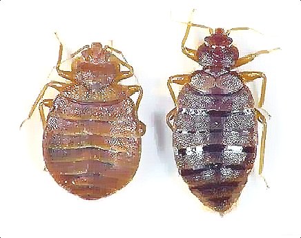 深圳殺蟲(chóng)公司教您如何滅臭蟲(chóng) (77).jpg