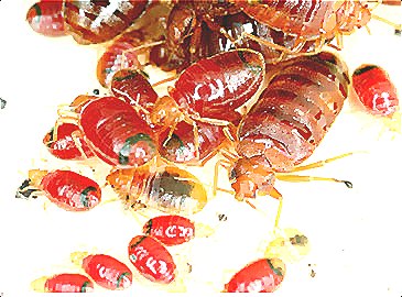 深圳殺蟲(chóng)公司教您如何滅臭蟲(chóng) (199).jpg