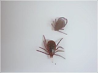 深圳殺蟲(chóng)公司如何快速有效專(zhuān)業(yè)的滅殺害蟲(chóng) (471).jpg
