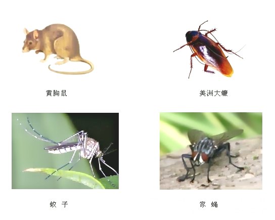 深圳殺蟲(chóng)滅鼠公司教您如何除四害 (938).jpg