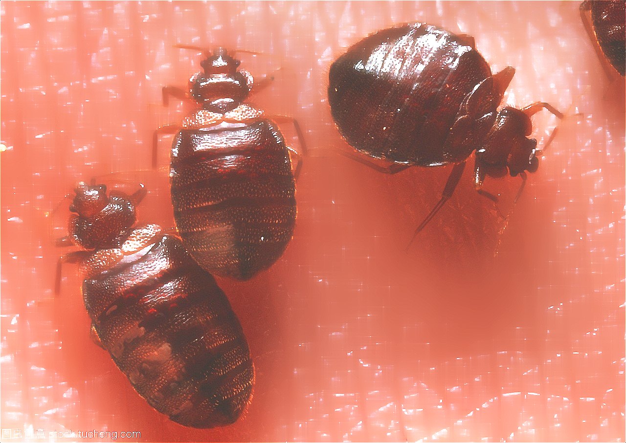 深圳殺蟲(chóng)公司教您如何滅臭蟲(chóng) (26).jpg
