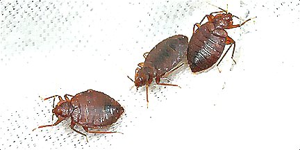 深圳殺蟲(chóng)公司教您如何滅臭蟲(chóng) (128).jpg