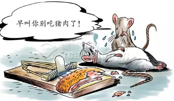 深圳滅鼠公司如何快速滅鼠 (34).png