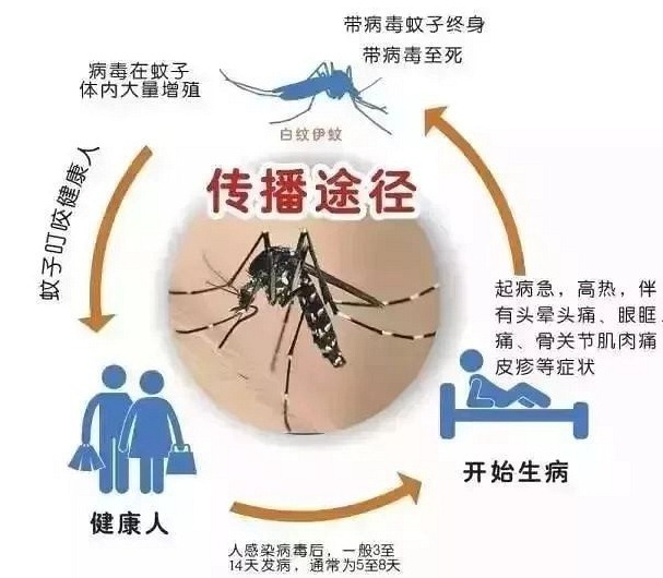 深圳殺蟲(chóng)公司如何滅蚊子 (322).jpg