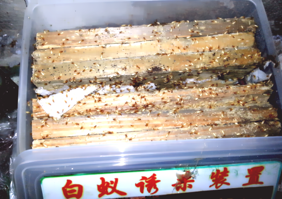 深圳殺蟲(chóng)公司教您如何防治白蟻 (3).png