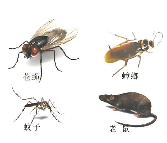 深圳殺蟲(chóng)滅鼠公司教您如何除四害 (745).jpg